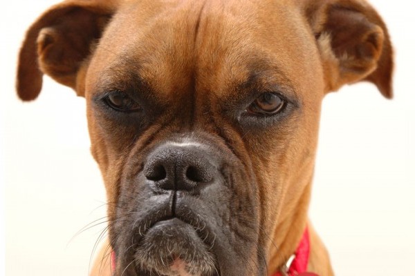 Boxers are Great Buddies!