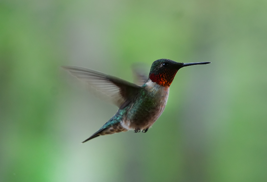 A hummingbird